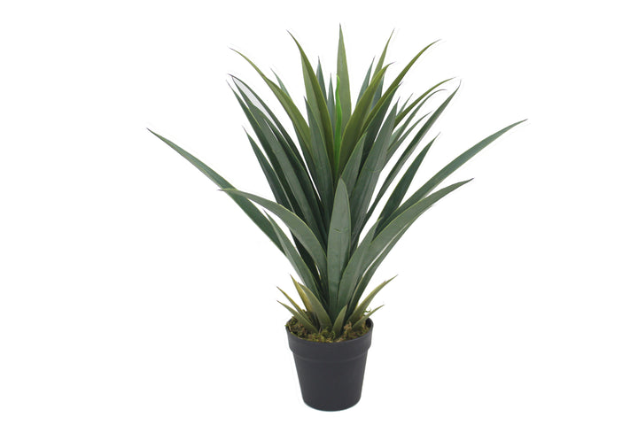 Yucca - JWS3028