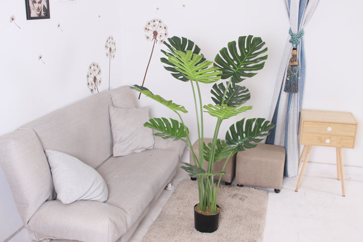 Monstera - JWS3024