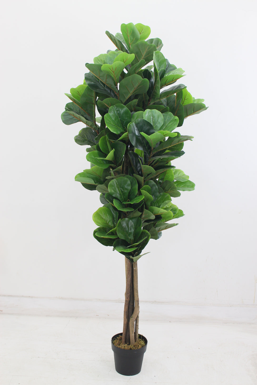 Fiddle leaf fig tree - JWS2981