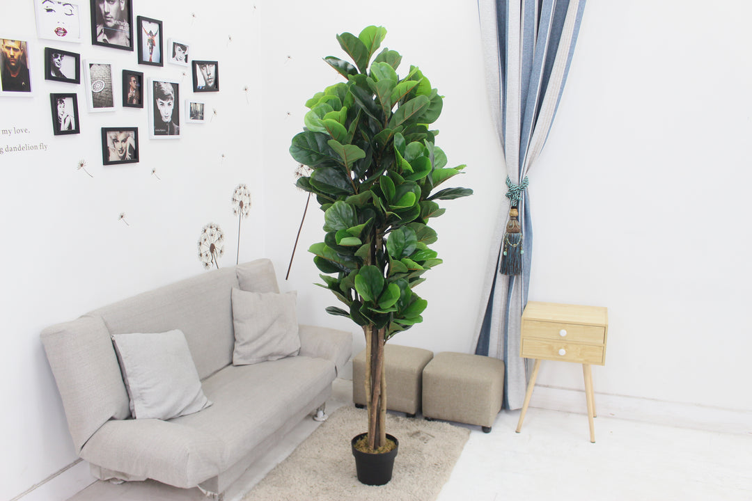 Fiddle leaf fig tree - JWS2981