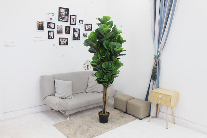 Fiddle leaf fig tree - JWS2981