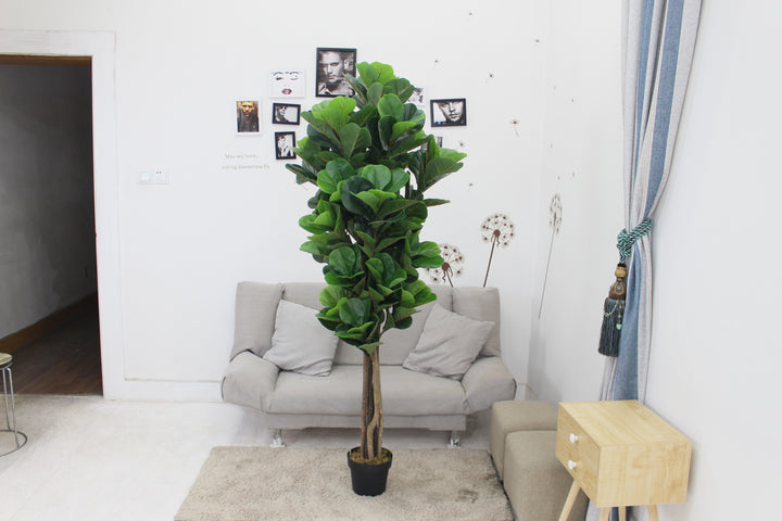 Fiddle leaf fig tree - JWS2981