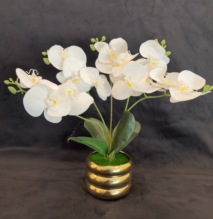 TP-31 - Orchard White in Gold Colour Plated Pot - 17 Inches