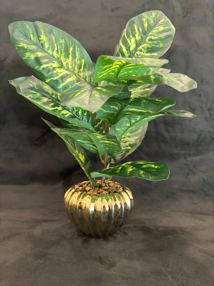 TP-36 - Dieffenbachia Dark & Light green  in Gold Colour Plated Pot - 17 Inches