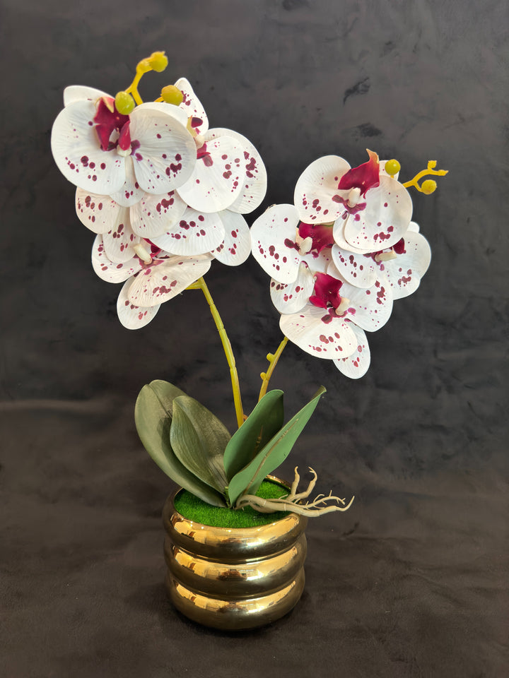 TP-33 - White & Red Orchard in Gold Colour Plated Pot - 17 Inches