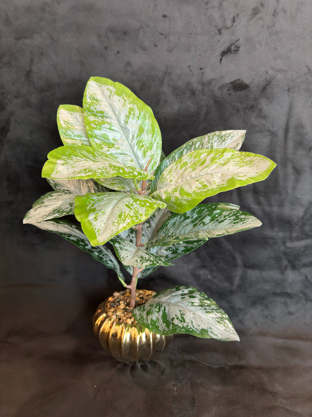 TP-37 - Dieffenbachia Grey & Green in Gold Colour Plated Pot - 17 Inches