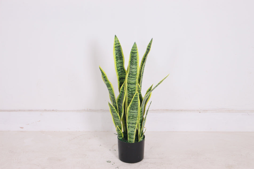 Sansevieria - JWT2729