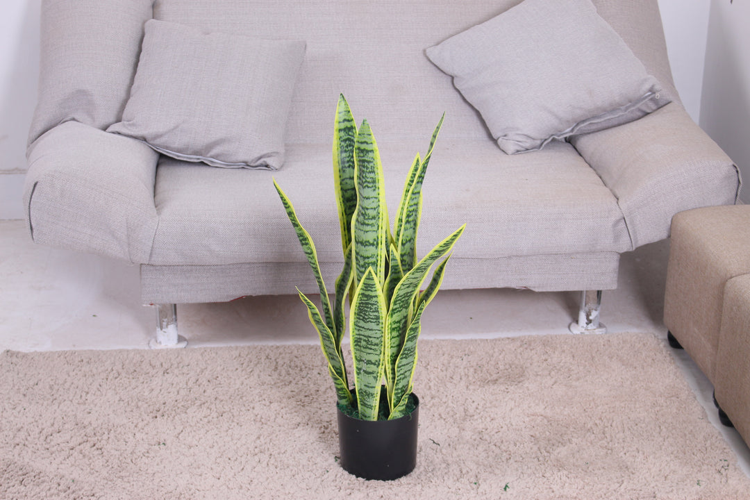 Sansevieria - JWT2729