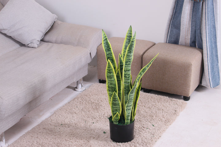 Sansevieria - JWT2729