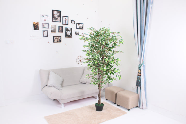 Ficus - JWT092-1