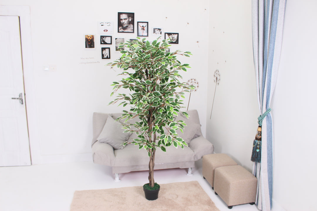 Ficus - JWT092-1