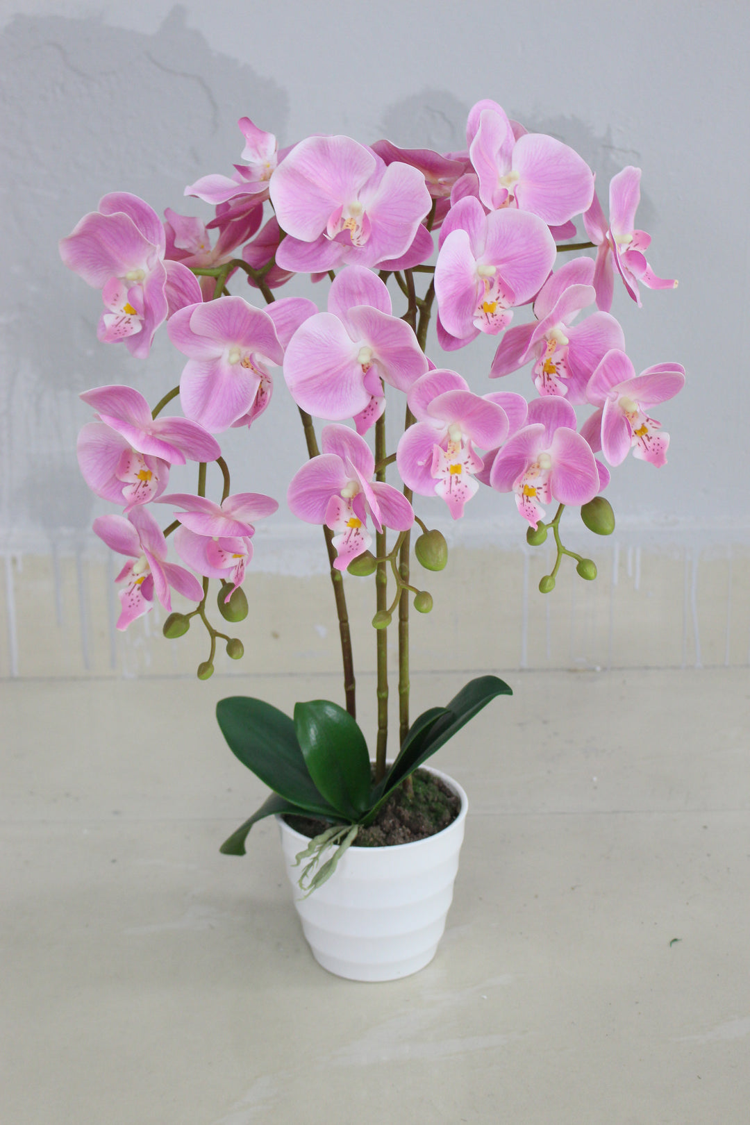 Orchid - JWP394