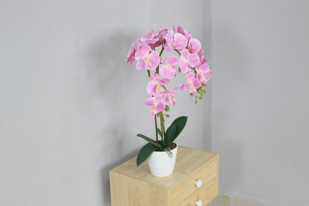 Orchid - JWP394