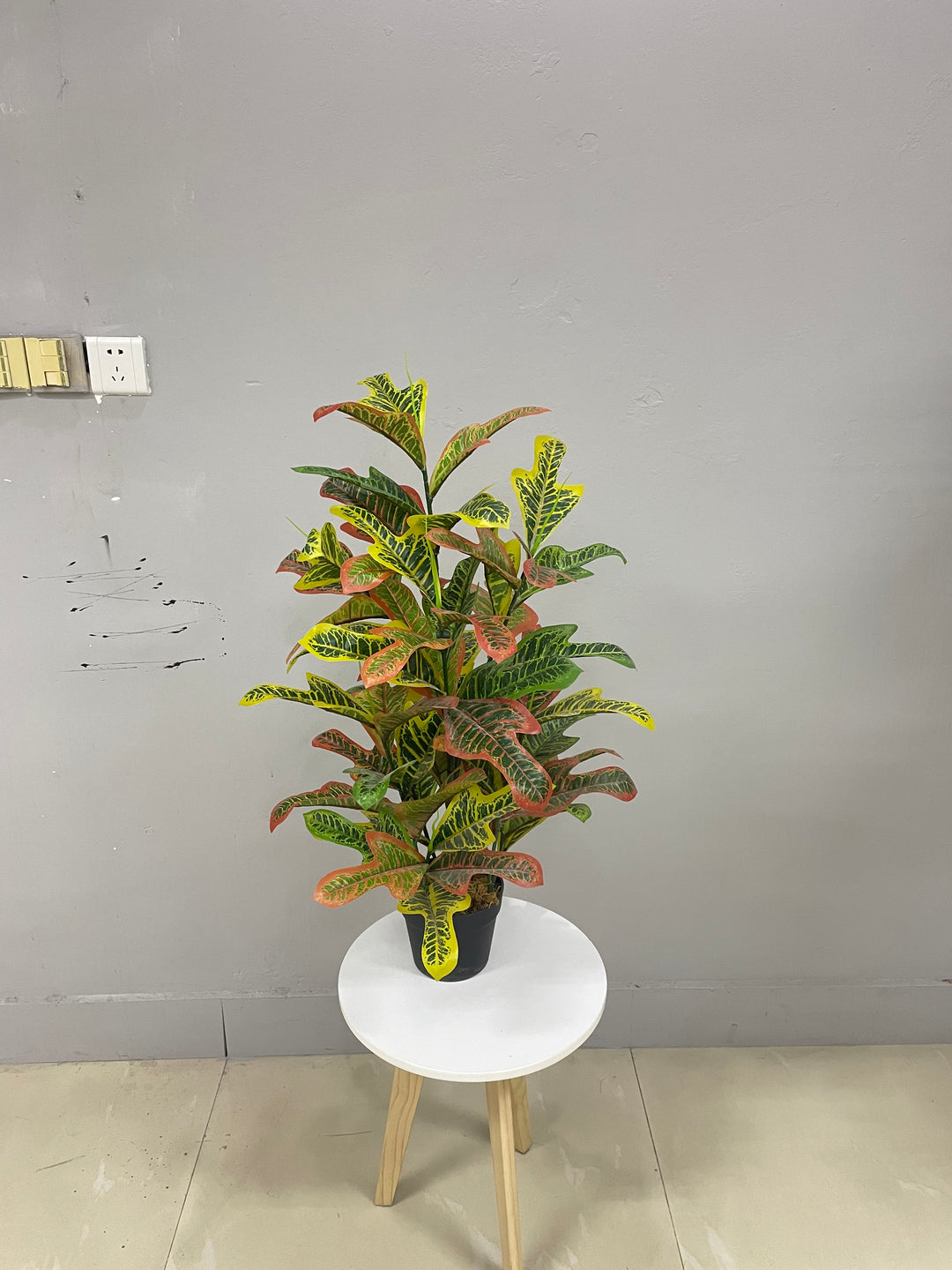 Artificial Codiaeum - JWS2652