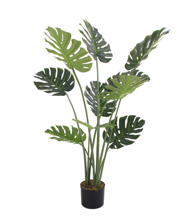 Monstera - JWS3024