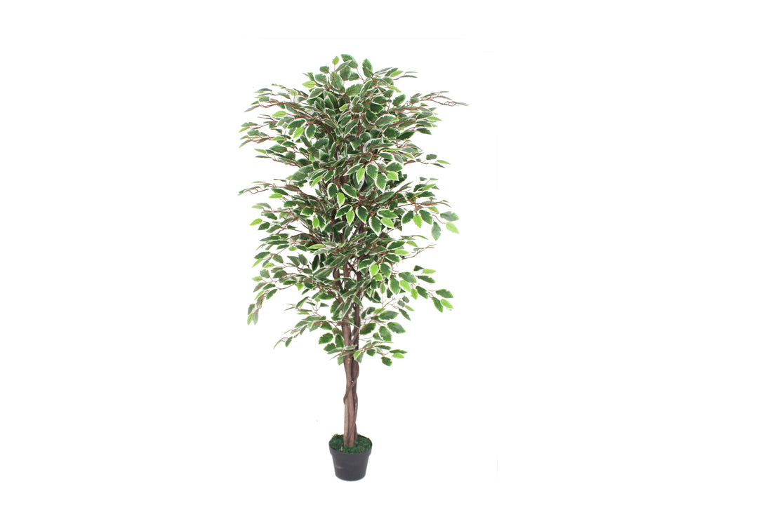 Ficus - JWT092-1