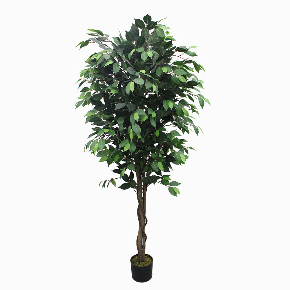 Ficus - JWT2708