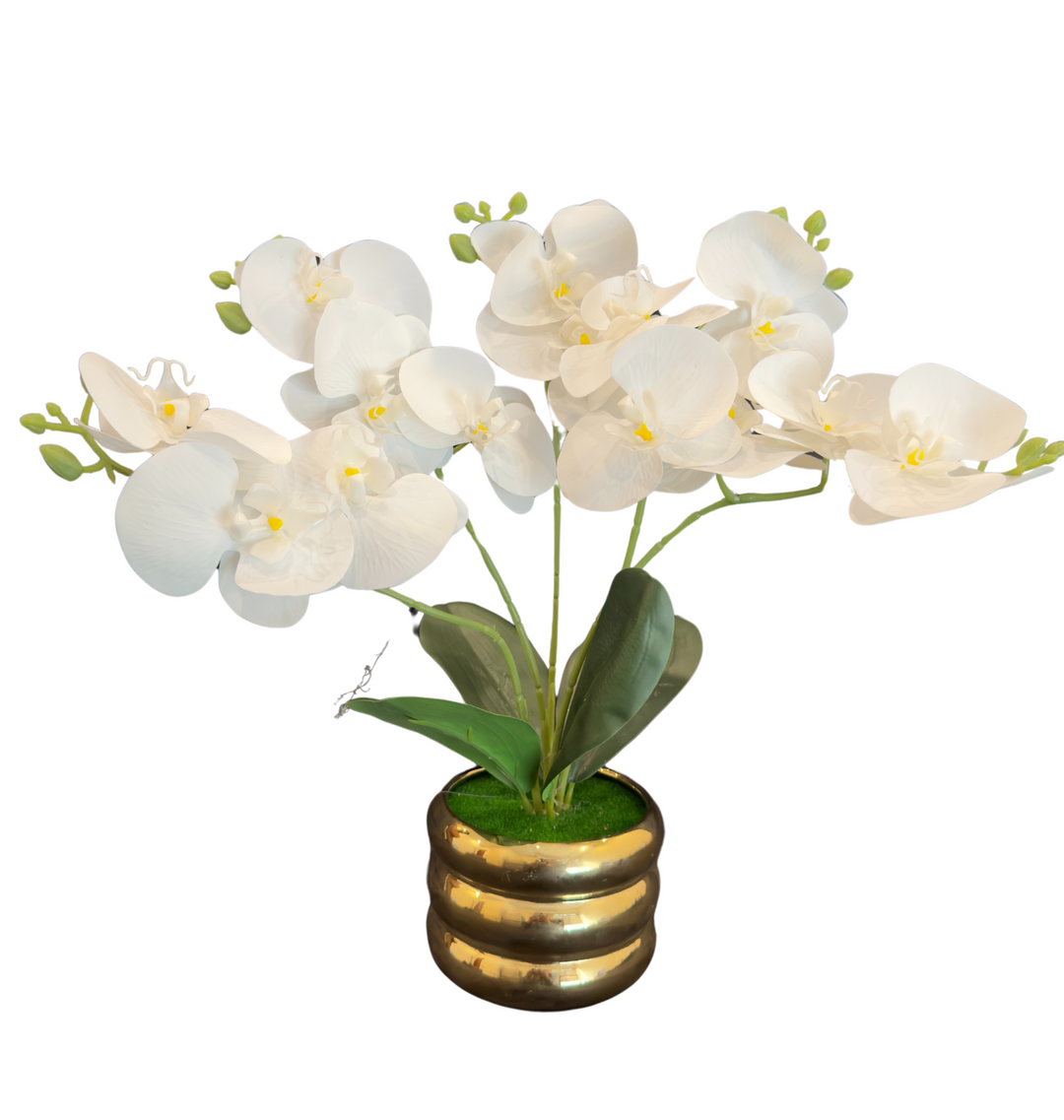 TP-31 - Orchard White in Gold Colour Plated Pot - 17 Inches