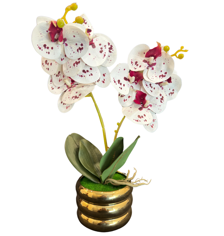 TP-33 - White & Red Orchard in Gold Colour Plated Pot - 17 Inches