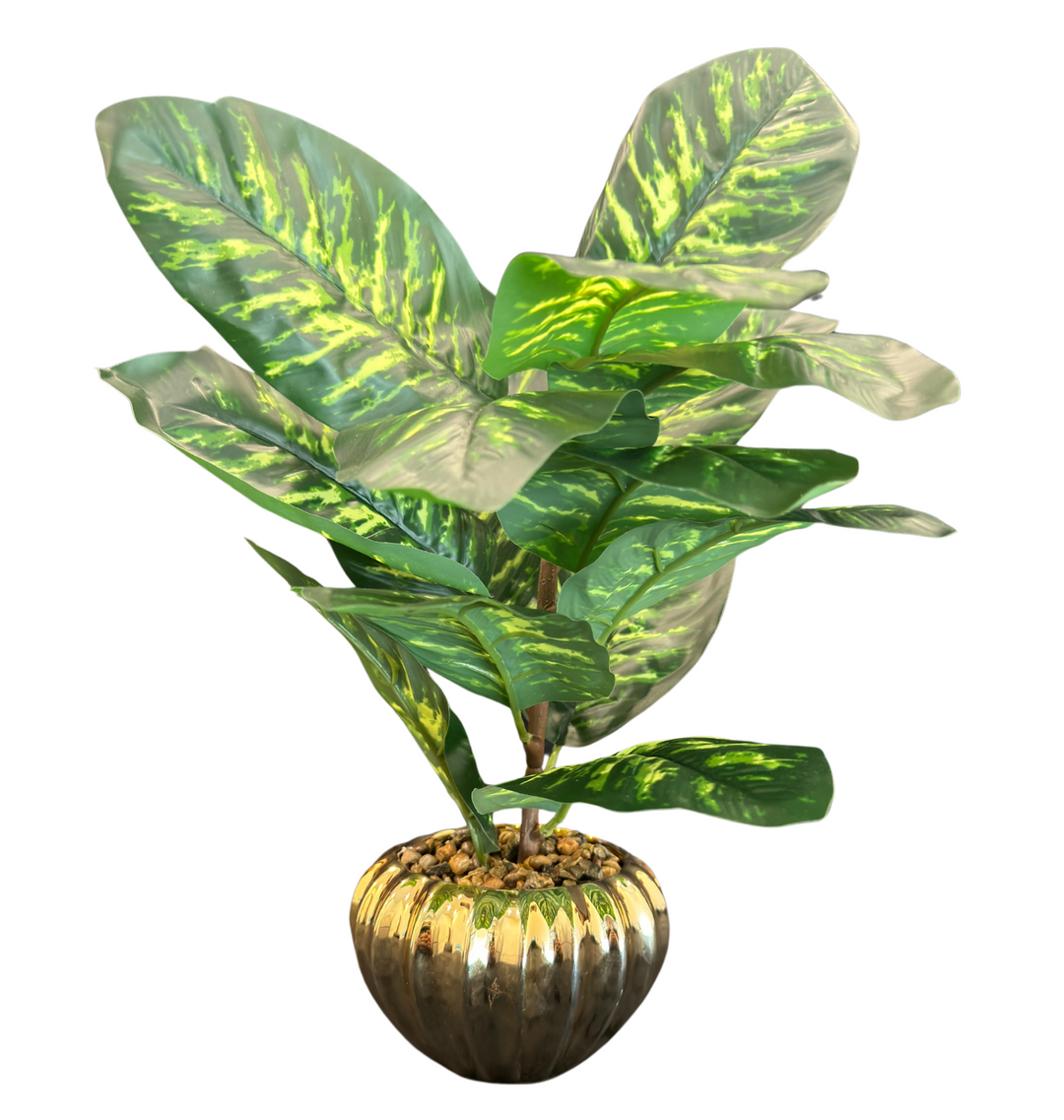 TP-36 - Dieffenbachia Dark & Light green  in Gold Colour Plated Pot - 17 Inches