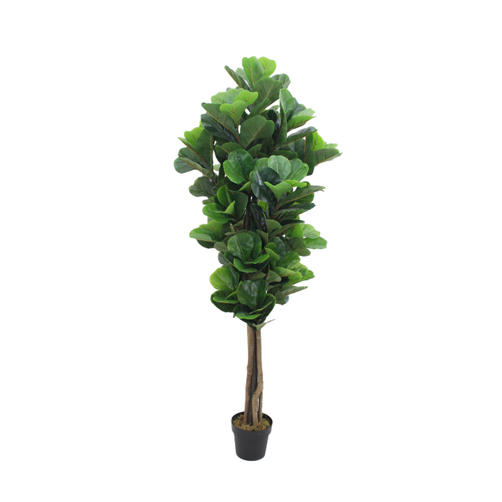 Fiddle leaf fig tree - JWS2981