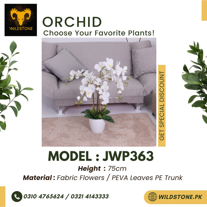 Orchid - JWP363