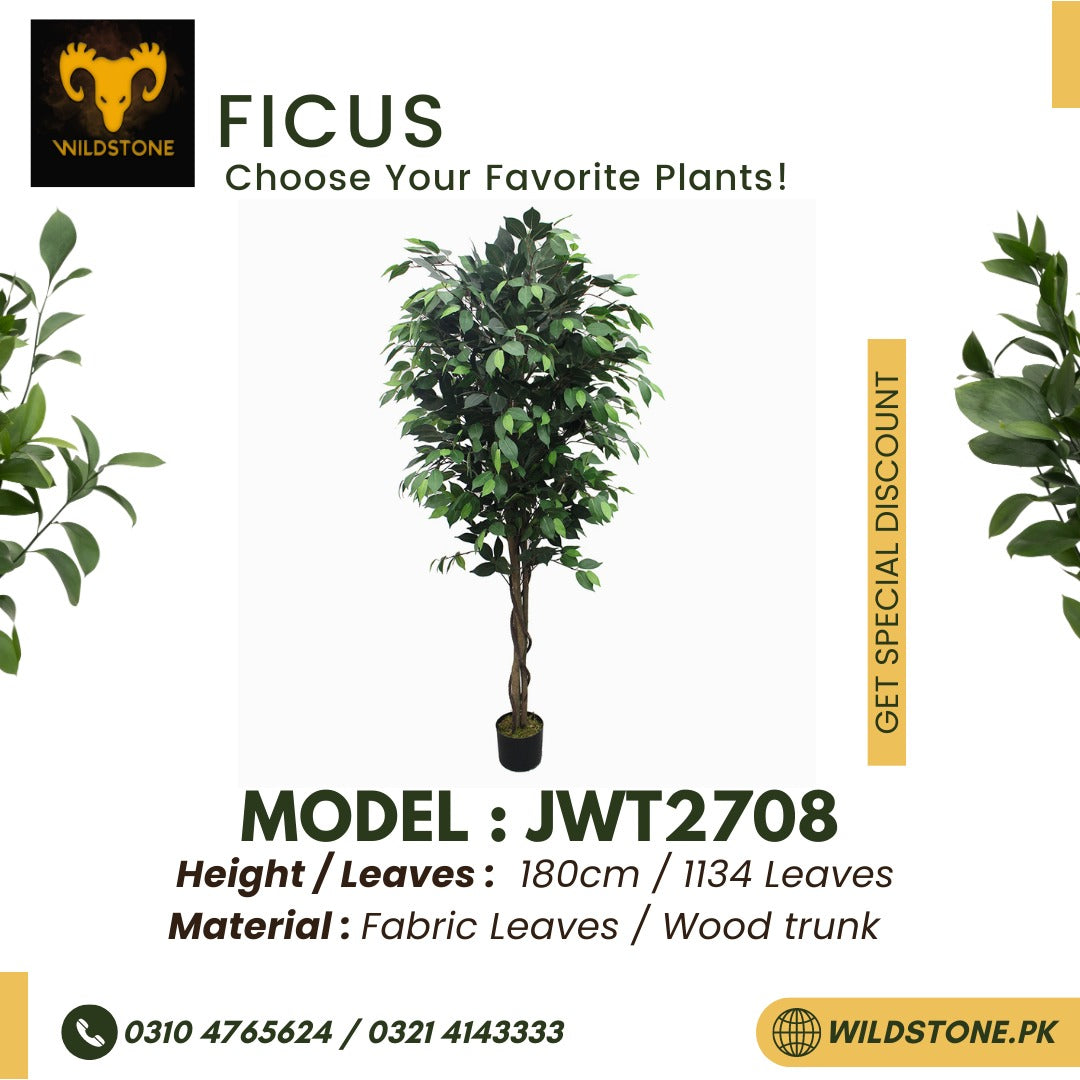 Ficus - JWT2708