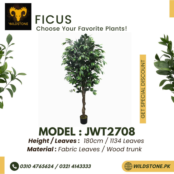 Ficus - JWT2708