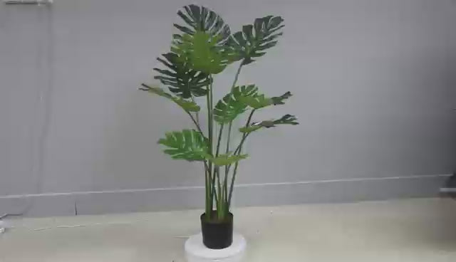 Monstera - JWS3024