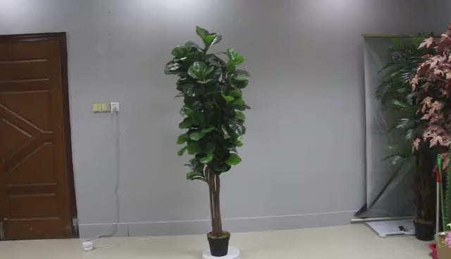 Fiddle leaf fig tree - JWS2981