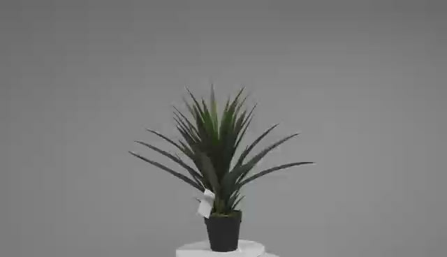 Yucca - JWS3028