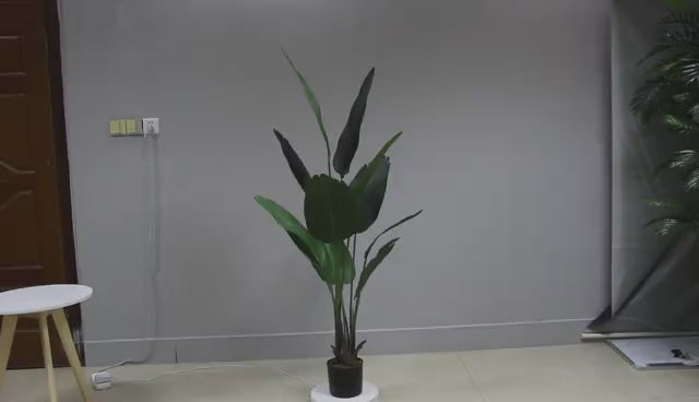 Banana tree - JWT3017