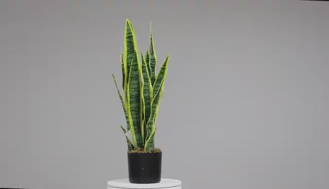 Sansevieria - JWT2729